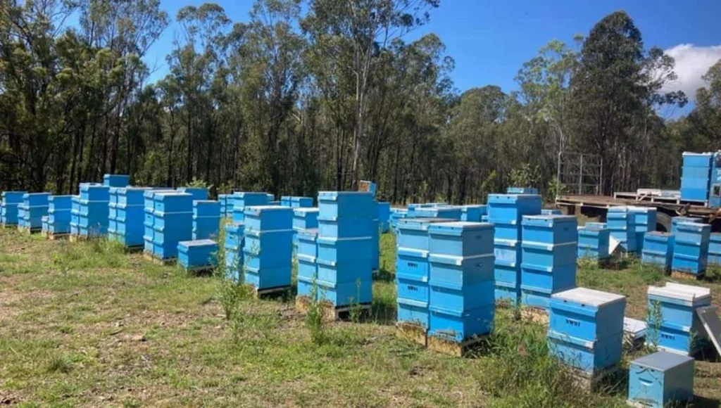 ऑस्ट्रेलियातील मधुमक्षिका पालन | Beekeeping in Australia